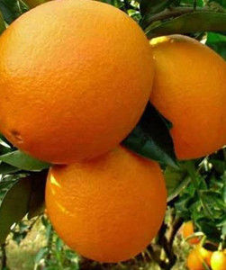 秭歸臍橙 秭歸臍橙