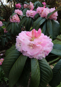 強壯杜鵑 強壯杜鵑