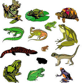 變溫動物 變溫動物