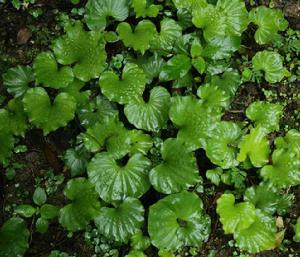 青天葵[微子目蘭科植物]