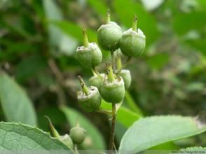 美麗溲疏 美麗溲疏