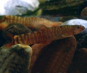 密紋條鰍 密紋條鰍