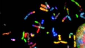 人類基因組編寫計畫