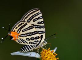 台灣黑燕蝶 台灣黑燕蝶