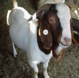 波雜山羊 波雜山羊