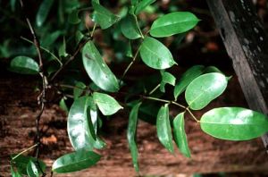 閉苞買麻藤 閉苞買麻藤