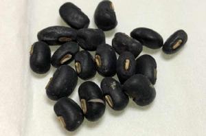 黑豆[豆科植物大豆]