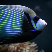 六前鞭毛蟲科 六前鞭毛蟲科