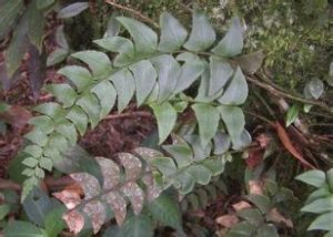 鐮羽貫眾 鐮羽貫眾