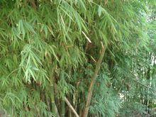 鄧寨自然村[鎮雄縣母享鎮母享村委會下轄自然村]