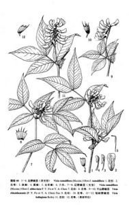 彎折巢菜 彎折巢菜