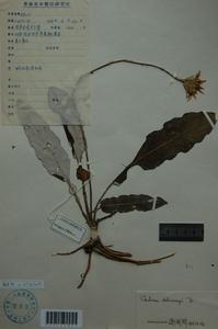 鉤苞大丁草 鉤苞大丁草