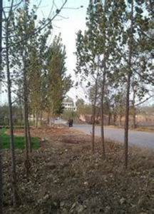 謝家屯村 謝家屯村