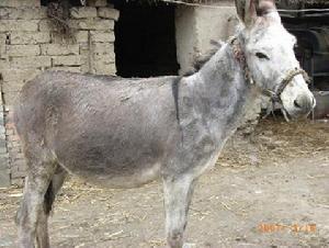 淮北灰驢 淮北灰驢