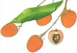 陳紫[荔枝品種]