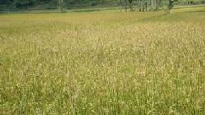 雲南省昆明市九龍鎮九華村委會油榨房村水稻