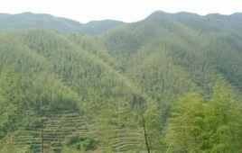 青嶂山溫泉 青嶂山溫泉