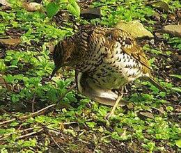 虎斑地鶇普通亞種 虎斑地鶇普通亞種