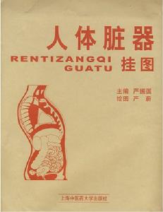 人體臟器掛圖 人體臟器掛圖