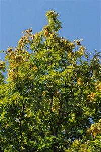 栗[殼斗科栗屬植物]