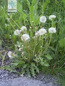 芥葉蒲公英 芥葉蒲公英