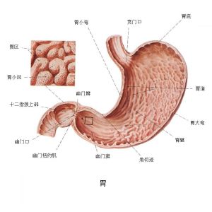 胃部解剖