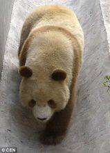 第五隻褐色熊貓“七仔”