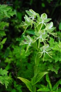濕地玉鳳花 濕地玉鳳花