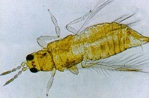 茶黃硬薊馬 茶黃硬薊馬