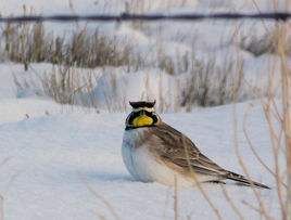 角百靈亞利桑那亞種