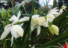 雲南杓蘭屬 雲南杓蘭屬