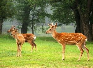 國家二級保護動物名錄 國家二級保護動物名錄