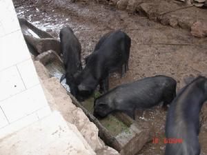 術片五自然村發展重點-養殖業