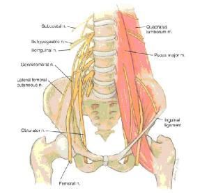 根性坐骨神經痛 根性坐骨神經痛