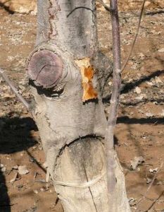 檳榔根腐病 檳榔根腐病