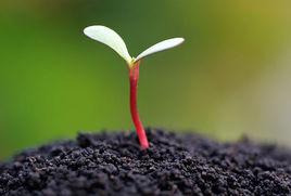 生命[生物體所具有的存在和活動的能力]