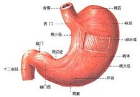 腸胃