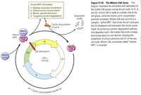 細胞周期運轉總圖