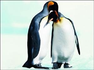 （圖）皇帝企鵝