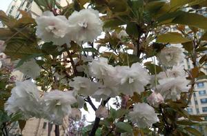 普賢象櫻花 普賢象櫻花