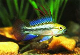 三線短鯛 三線短鯛