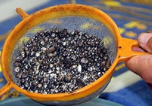 （圖）所藏珍珠