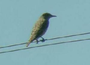 白背磯鶇 白背磯鶇