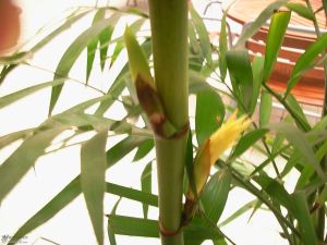 竹子開花