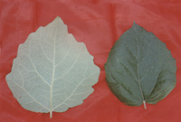 北林3號 北林3號