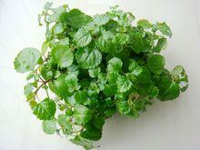 瑞典常春藤圖片欣賞