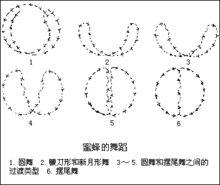 蜜蜂的舞蹈姿勢圖