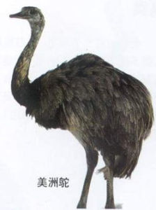 美洲駝鳥
