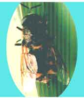 周斑水虻成蟲(圖1)