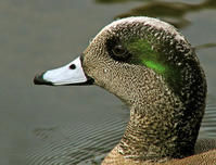 葡萄胸鴨 葡萄胸鴨